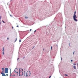 anti-Actin, beta (ACTB) (C-Term) antibody avatar