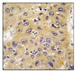 anti-Actin, beta (ACTB) antibody avatar