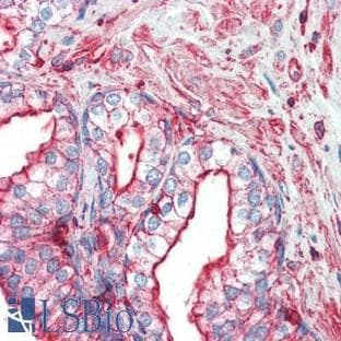 anti-Actin, beta (ACTB) (N-Term) antibody (FITC) avatar