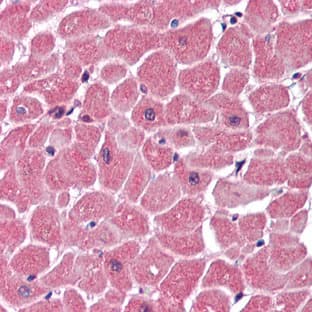 anti-Actin, beta (ACTB) antibody avatar