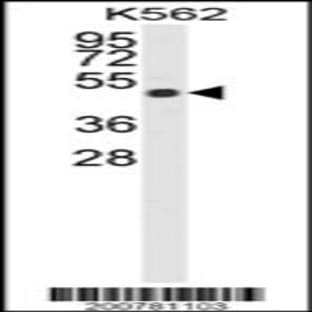 anti-Actin, beta (ACTB) antibody avatar