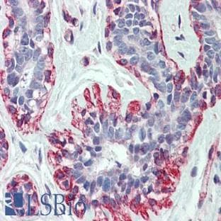 anti-Actin, beta (ACTB) (Internal Region) antibody avatar