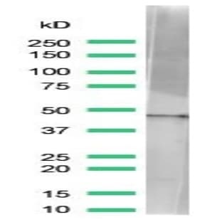 anti-Actin, beta (ACTB) (N-Term) antibody avatar