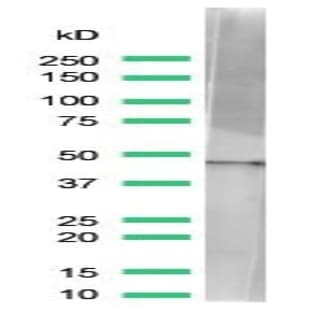 anti-Actin, beta (ACTB) (N-Term) antibody avatar