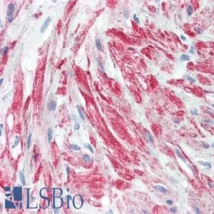 anti-Actin, beta (ACTB) antibody avatar