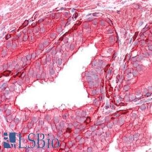 anti-Actin, beta (ACTB) antibody avatar