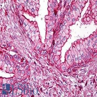 anti-Actin, beta (ACTB) (N-Term) antibody avatar