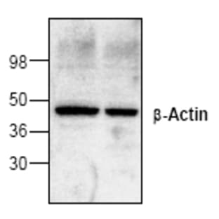 anti-Actin, beta (ACTB) antibody avatar