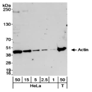 anti-Actin, beta (ACTB) (N-Term) antibody avatar