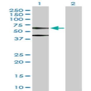 anti-Actin, beta (ACTB) (AA 1-375) antibody avatar