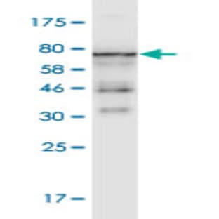 anti-Actin, beta (ACTB) (AA 1-375) antibody avatar