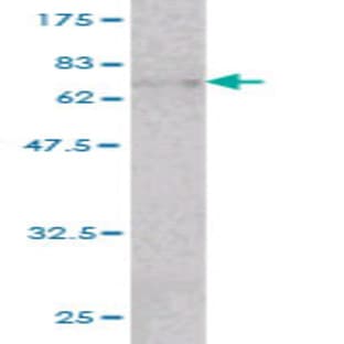 anti-Actin, beta (ACTB) (AA 1-375) antibody avatar