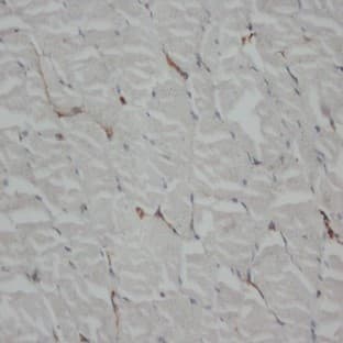 anti-Actin, beta (ACTB) (N-Term) antibody avatar