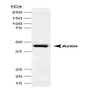 anti-Actin, beta (ACTB) (N-Term) antibody avatar