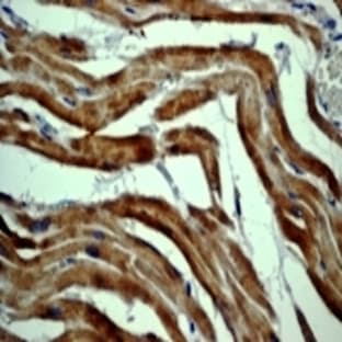 anti-Actin, beta (ACTB) (C-Term) antibody avatar