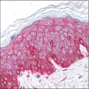 anti-Actin, beta (ACTB) (C-Term) antibody avatar