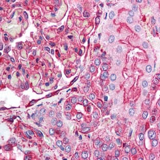 anti-Actin, beta (ACTB) antibody avatar