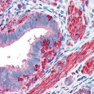 anti-Actin, beta (ACTB) antibody avatar