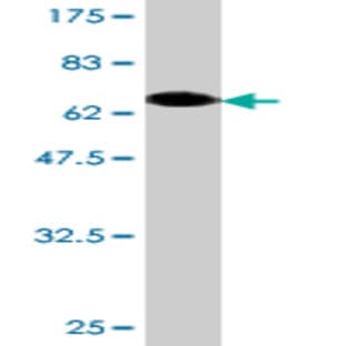 anti-Actin, beta (ACTB) (AA 1-375) antibody avatar