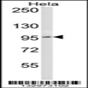 anti-B-Cell CLL/lymphoma 6 (BCL6) (C-Term), (AA 676-704) antibody avatar
