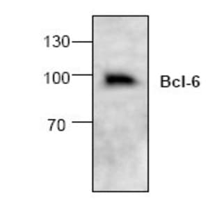 anti-B-Cell CLL/lymphoma 6 (BCL6) (C-Term) antibody avatar