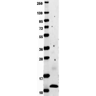 anti-Chemokine (C-C Motif) Ligand 2 (CCL2) antibody avatar