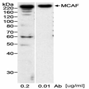 anti-Chemokine (C-C Motif) Ligand 2 (CCL2) antibody avatar
