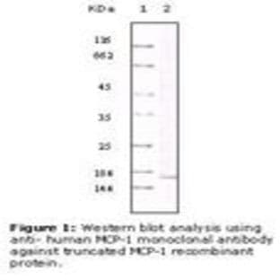 anti-Chemokine (C-C Motif) Ligand 2 (CCL2) antibody avatar