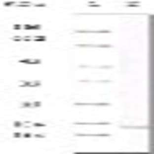 anti-Chemokine (C-C Motif) Ligand 2 (CCL2) antibody avatar