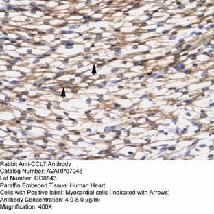 anti-Chemokine (C-C Motif) Ligand 7 (CCL7) (Middle Region) antibody avatar