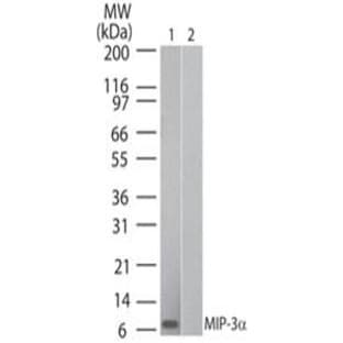 anti-Chemokine (C-C Motif) Ligand 20 (CCL20) antibody avatar