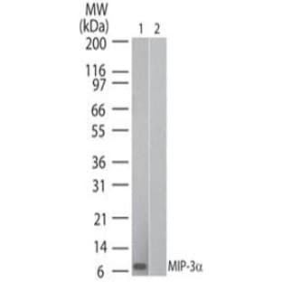 anti-Chemokine (C-C Motif) Ligand 20 (CCL20) antibody (Biotin) avatar