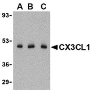 anti-Chemokine (C-X3-C Motif) Ligand 1 (CX3CL1) (N-Term) antibody avatar