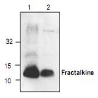 anti-Chemokine (C-X3-C Motif) Ligand 1 (CX3CL1) antibody avatar