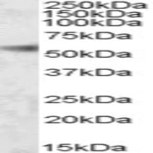 anti-SH2 Domain Containing 4A (SH2D4A) (Internal Region) antibody avatar