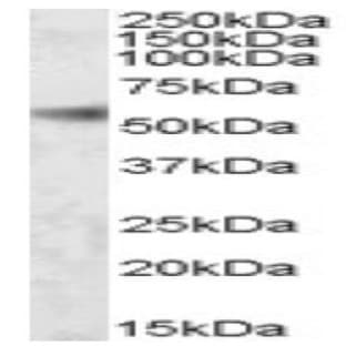 anti-SH2 Domain Containing 4A (SH2D4A) (Internal Region) antibody avatar
