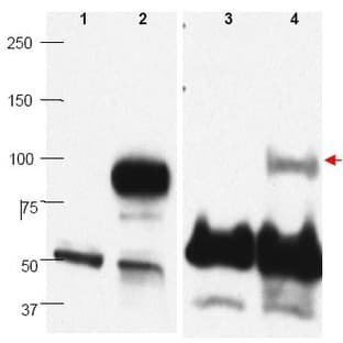 anti-PR Domain Containing 1, with ZNF Domain (PRDM1) (C-Term) antibody avatar