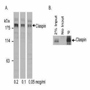 anti-Claspin (CLSPN) antibody avatar