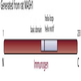 anti-Achaete-Scute Complex Homolog 1 (Drosophila) (ASCL1) antibody avatar