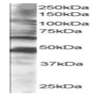 anti-Cytoplasmic Polyadenylation Element Binding Protein 1 (CPEB1) (C-Term) antibody avatar