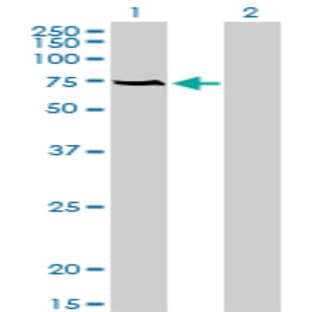 anti-Acyl-CoA Binding Domain Containing 3 (Acbd3) (AA 73-172) antibody avatar