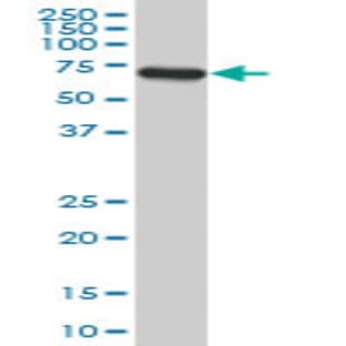 anti-Acyl-CoA Binding Domain Containing 3 (Acbd3) (AA 73-172) antibody avatar