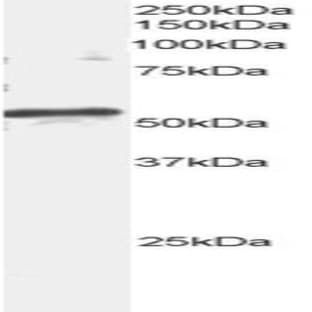 anti-ADP-Ribosylation Factor GTPase Activating Protein 3 (ARFGAP3) (C-Term) antibody avatar