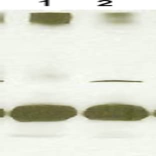 anti-Signal Transducer and Activator of Transcription 4 (STAT4) (AA 730-749) antibody