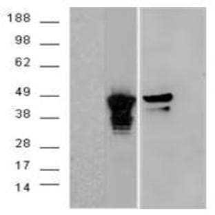 anti-Aurora Kinase A (AURKA) (C-Term) antibody avatar