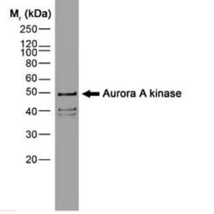anti-Aurora Kinase A (AURKA) antibody (Biotin) avatar