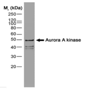 anti-Aurora Kinase A (AURKA) antibody (Biotin) avatar