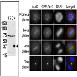 anti-Aurora Kinase C (AURKC) (N-Term), (AA 1-30) antibody avatar