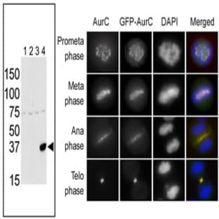 anti-Aurora Kinase C (AURKC) (N-Term), (AA 1-30) antibody avatar