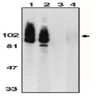 anti-ADAM Metallopeptidase Domain 17 (ADAM17) (AA 807-823), (C-Term) antibody avatar